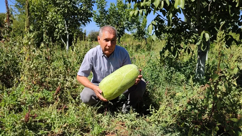 Meşhur karpuz satılmadı, pekmeze dönüştü